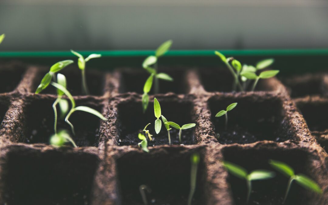 image of tiny plants that have just sprouted. illustrates the growth that happens when you invest in your goals.